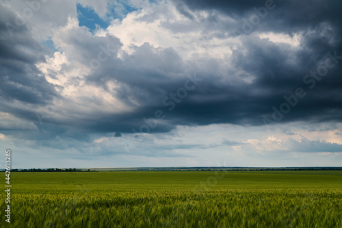 young wheaten green field and dark dramatic sky with rainy clouds, beautiful landscape in the evening