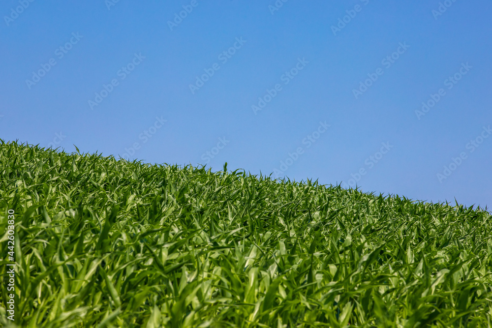A field of green corn and blue sky