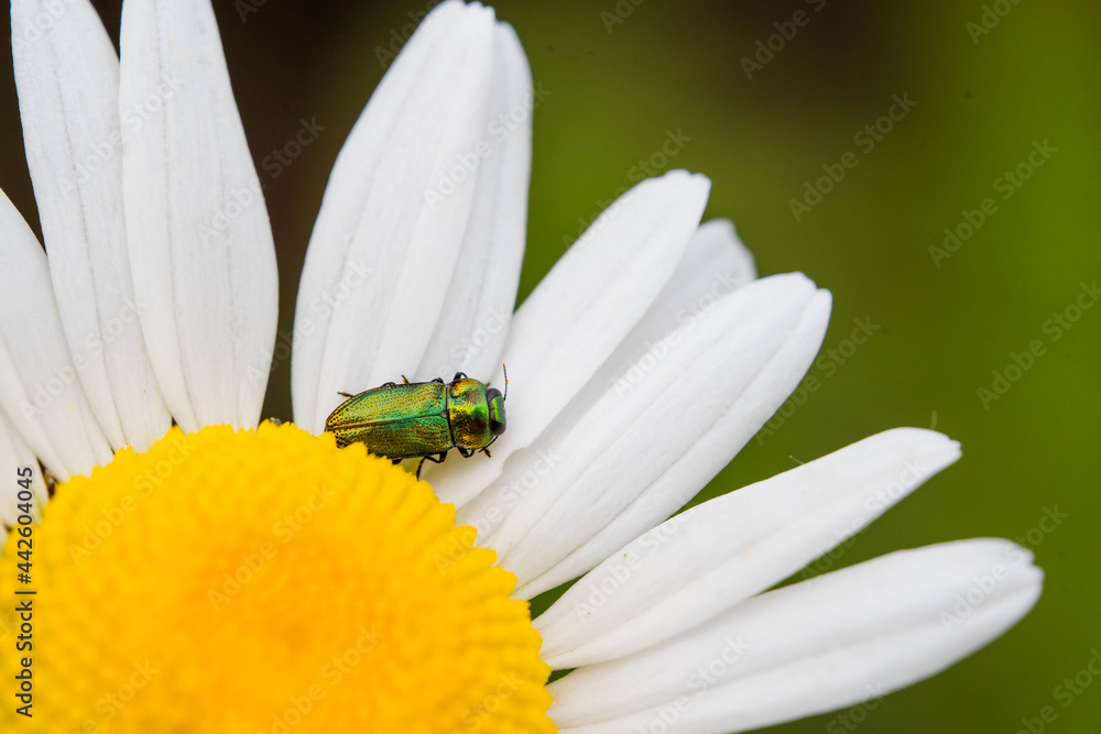 beautiful green beatle on flower beautiful green beatle on flower
