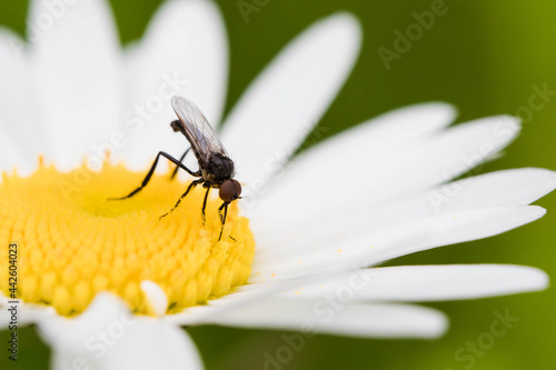 Tiny fly on white flower - Macro