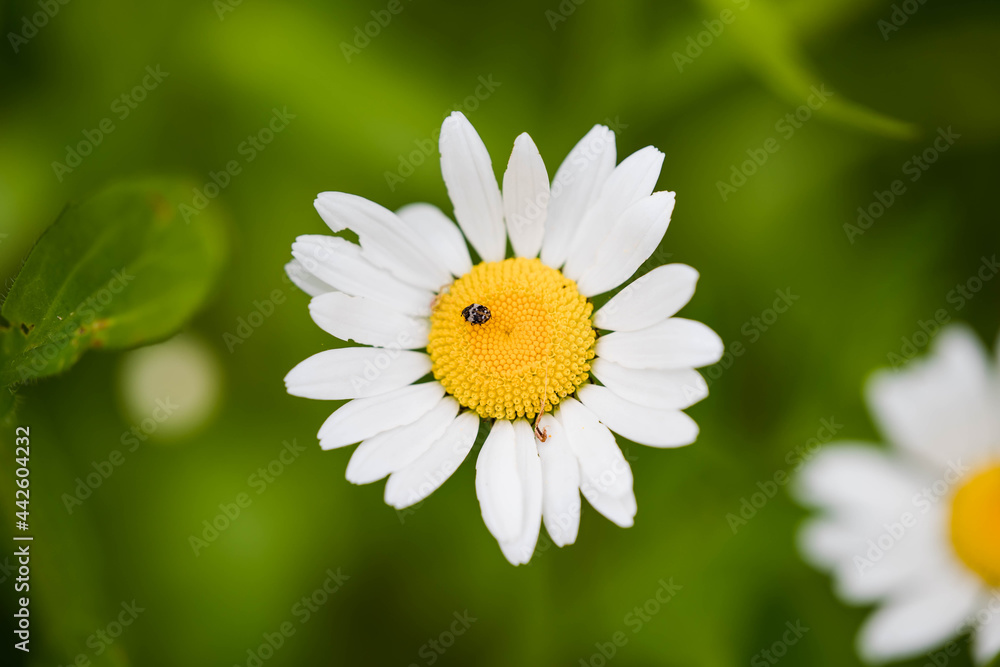 Fototapeta premium Tiny fly on white flower - Macro