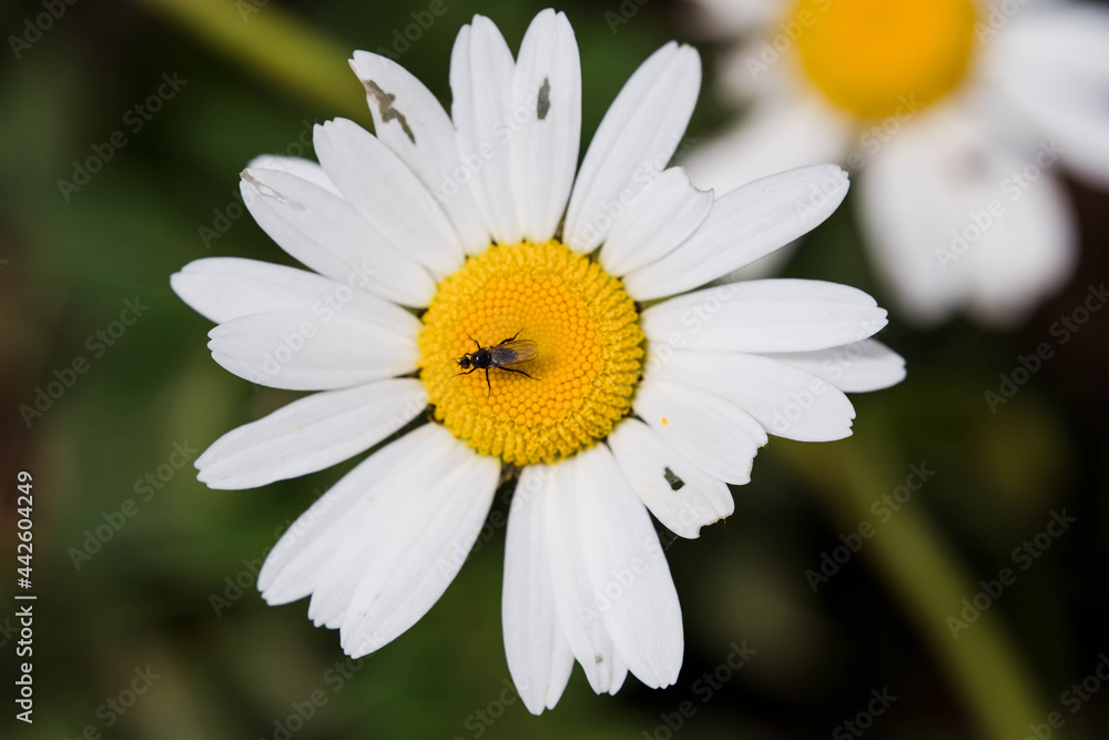 Fototapeta premium Tiny fly on white flower - Macro