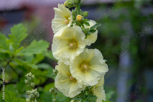Selective focus of flower in the garden, Alcea rosea or common hollyhock is an ornamental plant in the family Malvaceae, White yellow flowers with green leaves, Nature floral background. photo