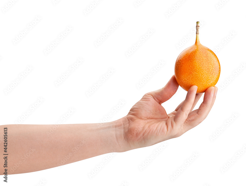 granadilla in hand path isolated on white granadilla in hand path isolated on white
