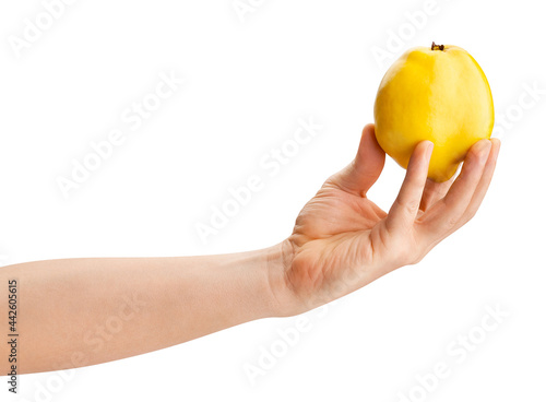 quince in hand path isolated on white