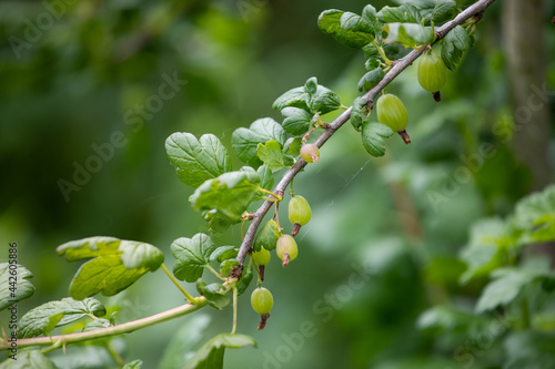 Green gooseberry with fruits in a web. Growing berries in the garden.