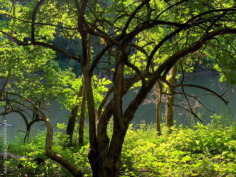 Backlit tree forms beautiflul V shape near bank of river. Backlit tree forms beautiflul V shape near bank of river.