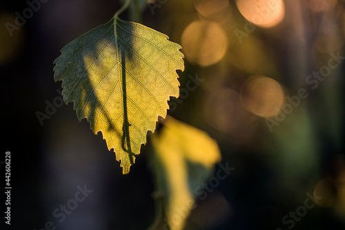 liść brzozy na rozmytym tle w świetle zachodzącego słońca