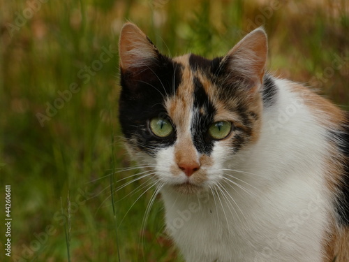 Portrait of calico cat in the grass, Poland © Slawina