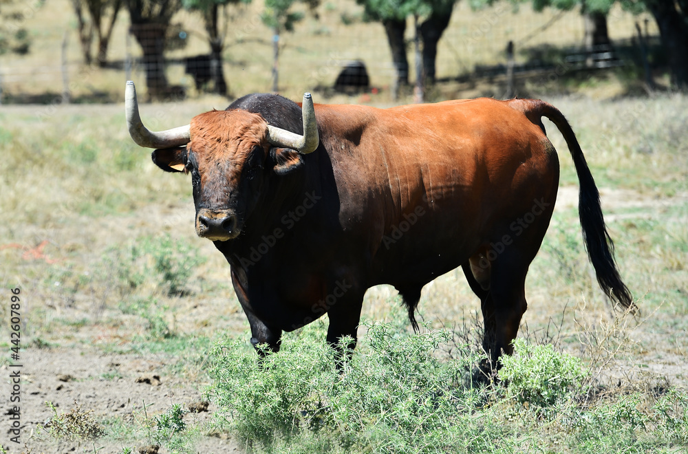 toro español con grandes cuernos toro español con grandes cuernos