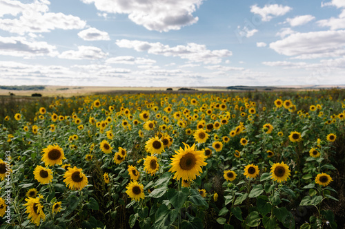 A field of blooming sunflowers landscape against a blue sky and sun with clouds. Summertime or autumn harvest concept