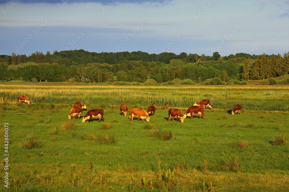 cows on a meadow, Kølsen Enge, Skals Å, Denmark