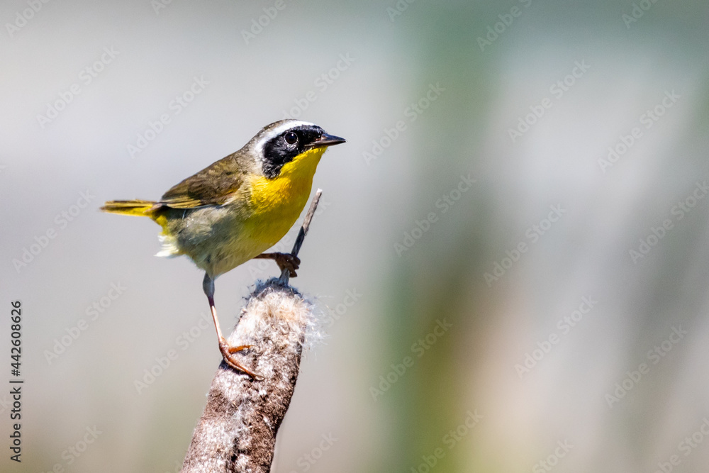 Common Yellowthroat Bird Perching on Cattail