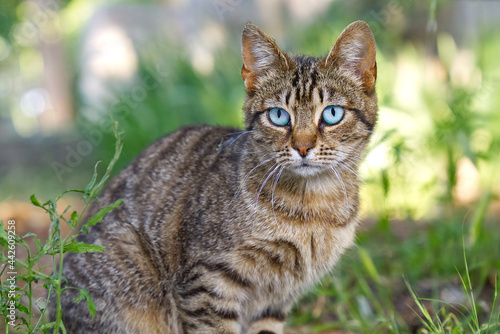 Close up portrait of striped brown cat with blue eyes looking to camera on green background. Pets walking outdoor adventure. non-pedigree cats in garden.