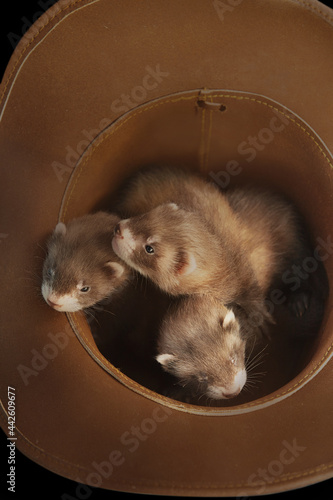 Three one month old ferret babies posing together for portrait photo