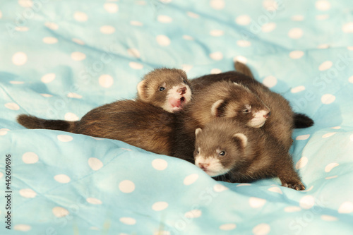 Three one month old ferret babies posing together for portrait photo