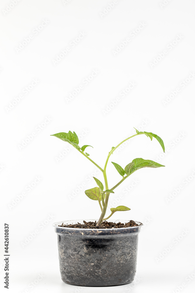 young tomato sprout at flower pot isolated on white background. domestic gardening concept. tomato seedling young tomato sprout at flower pot isolated on white background. domestic gardening concept. tomato seedling