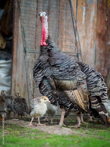 Turkey on the farm