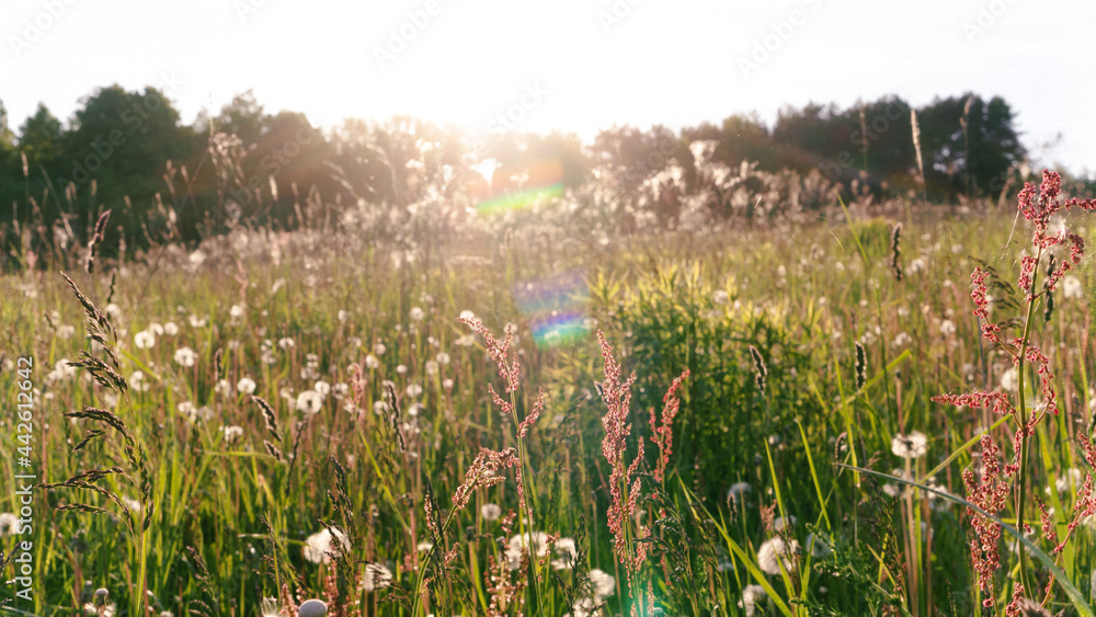 Sun glare in the evening summer sky during sunset. Atmospheric photo of a country field with wild flowers and herbs in a boho style with copy space. Walk in the countryside without people at sunset.