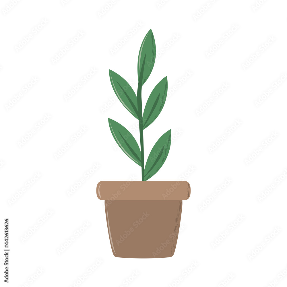 plant in pot nature plant in pot nature