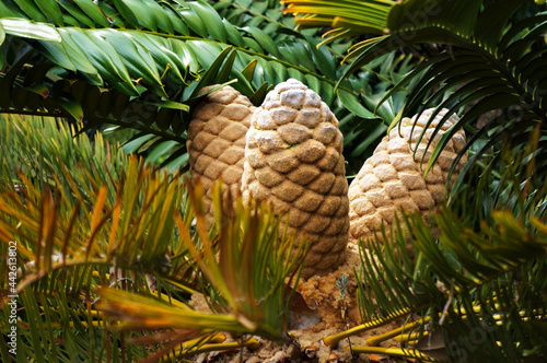 Large cones of Cycad - palm-like tropical and subtropical plant.