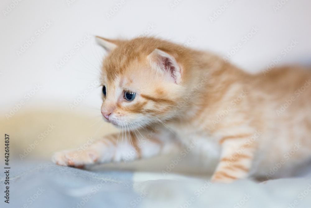 Naklejka premium Kitten