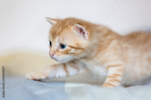 Wallpaper Mural Kitten Torontodigital.ca