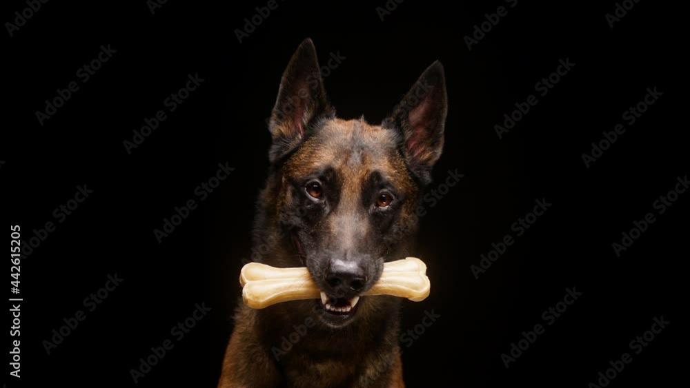 Portrait of a shorthair brown malinois bard dog holding bone in mouth on black background. Close-up of trained Belgian shepherd puppy, obedient domestic animal. Pet store, animals toys concept. Portrait of a shorthair brown malinois bard dog holding bone in mouth on black background. Close-up of trained Belgian shepherd puppy, obedient domestic animal. Pet store, animals toys concept.