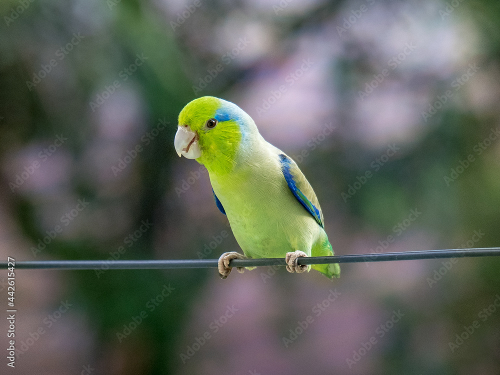 Fototapeta premium Perico