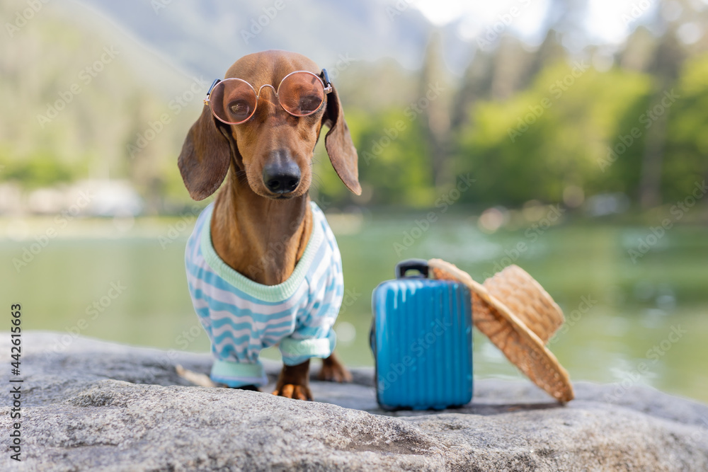 cute dachshund dog on a trip. a dachshund dog in sunglasses, a straw hat and summer clothes is sitting near the water with a suitcase. holidays with pets. High quality photo