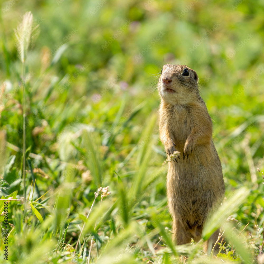 Fototapeta premium european ground squirrel on alert