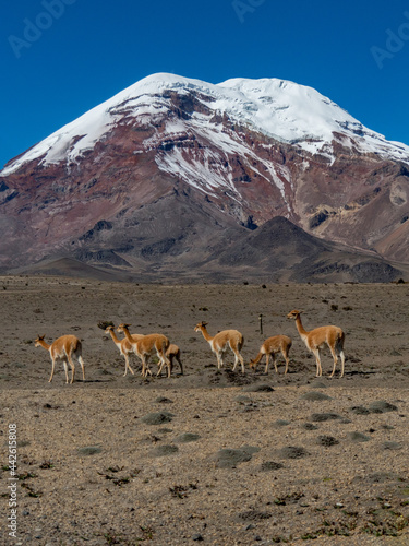 Chimborazo y las vicu  as