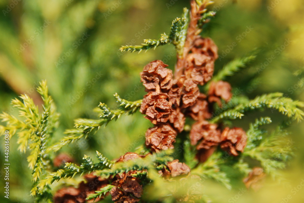 Thuja Thuja