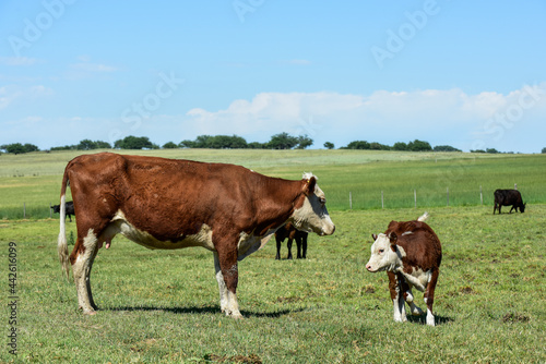 Cattle and  calf, Argentine countryside,La Pampa Province, Argentina. © foto4440