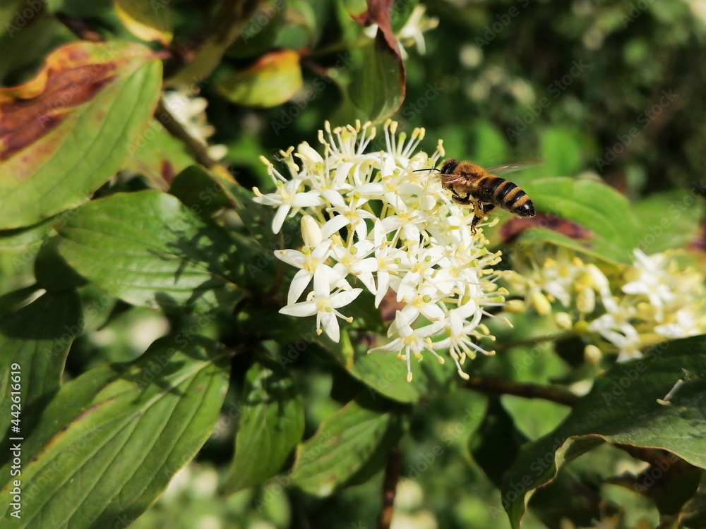 Closeup white flower and a western honey bee flying above it, which is allso called the European honey bee - Apis Mellifera Closeup white flower and a western honey bee flying above it, which is allso called the European honey bee - Apis Mellifera