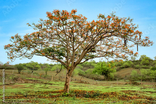 Árbol 