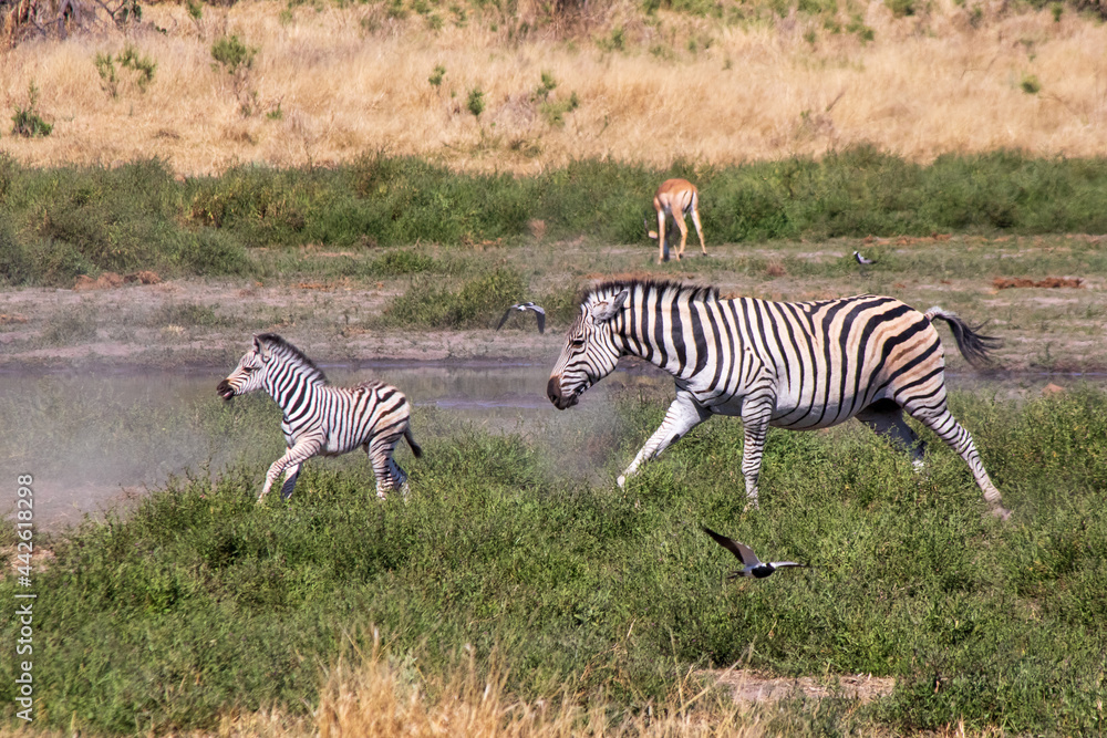 Obraz premium Zebra Chase