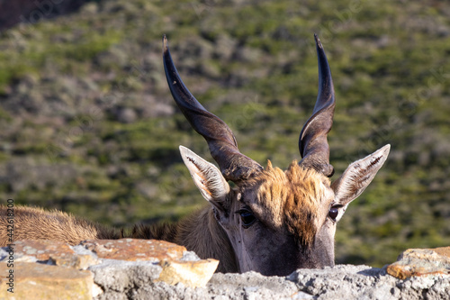 Eland Over the Wall