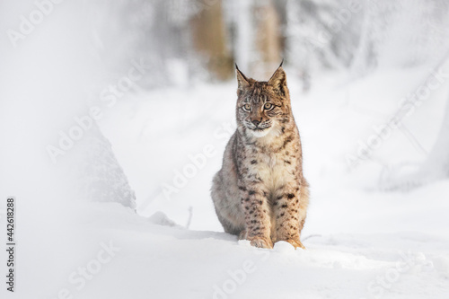 Lynx in winter. Young Eurasian lynx, Lynx lynx, sits in snowy forest. Beautiful wild bobcat in nature. Cute animal with spotted orange fur. Beast of prey in frosty day. Endangered predator in habitat.