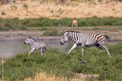 Zebra Chase
