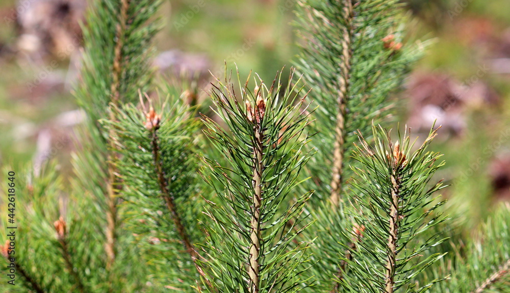 the first spring leaves on trees and shrubs, then there will be flower buds
the first spring leaves on trees and shrubs, then there will be flower buds
