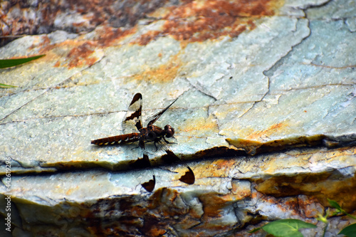 A female Common Whitetail dragonfly (Plathemis lydia) resting on a green and tan rock.