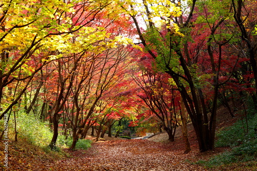 落葉の散歩道 © orihashi photo