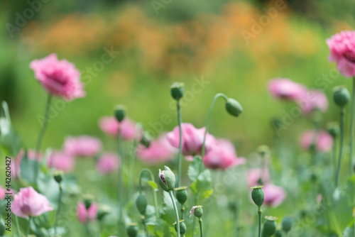 Fototapeta Naklejka Na Ścianę i Meble -  pink poppies flowers in the field