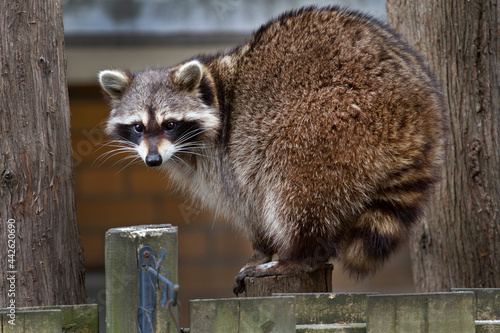 A Young Racoon walking along a backyard fence.