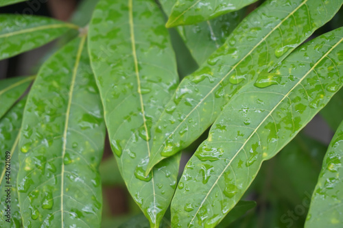 East Java, Indonesia - Juny 28, 2021 : Portrait close up of some leaves after being hit by the rain