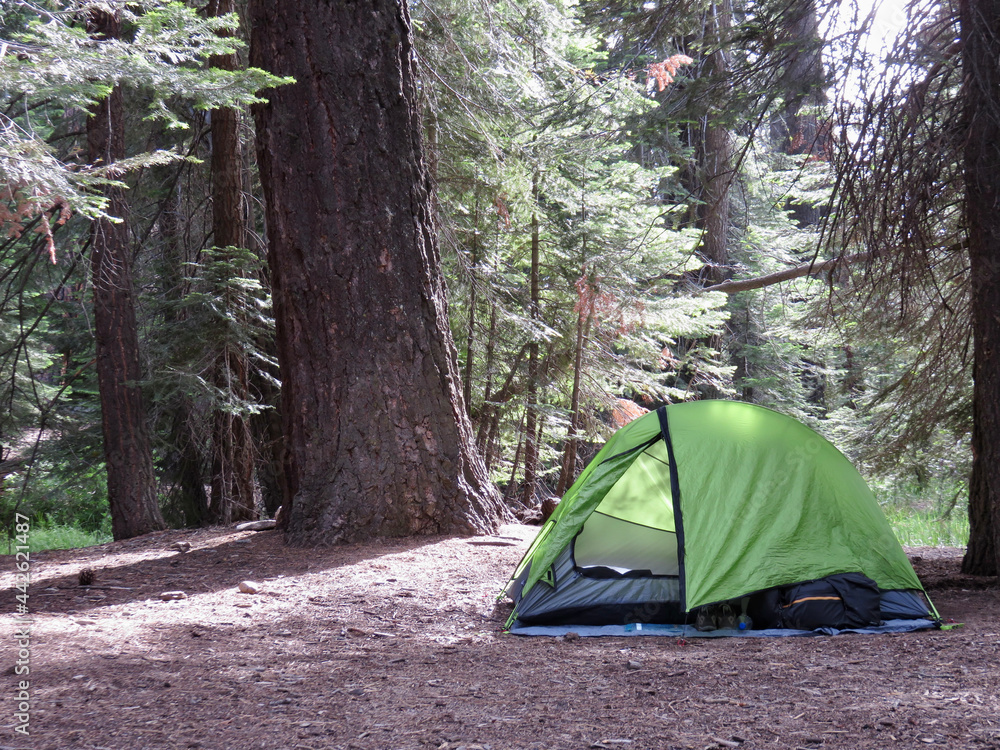 brightly colored tent on the forest floor next to redwoods