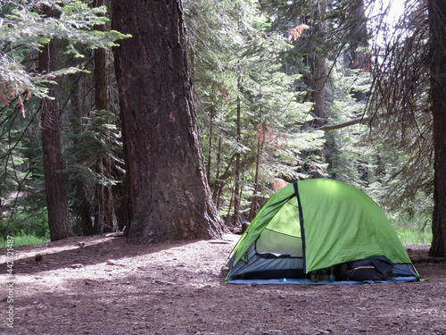 brightly colored tent on the forest floor next to redwoods
