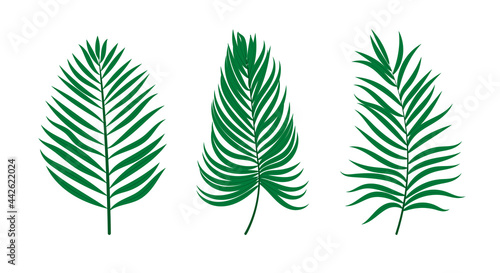 Palm branches and leaves. Vector flat elements for design isolated on white background.