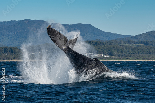 Stampa su tela Whale watching humpback whales up close near Byron Bay, NSW on the east coast of Australia
